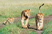 Young lions (Panthera leo) playing together, Maasai Mara national reserve, Kenya.