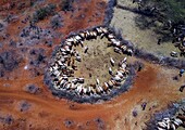 Aerial view of cows suffering from the drought grouped in fences to be fed by the governement, Oromia, Yabelo, Ethiopia.