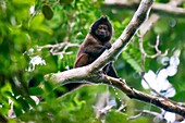 Crested capuchin (Sapajus robustus) Threatened of extinction, photographed in Linhares / Sooretama, Espírito Santo - Southeast of Brazil. Atlantic Forest Biome. Wild animal.