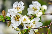 Chaenomeles speciosa 'Nivalis', white spring flowers of the Japanese quince.