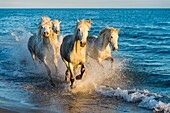 A group of Camargue horses in evening light is running through the shallow water along a beach on the Mediterranean Sea in the Camargue in southern France.