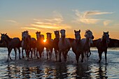 Camargue horses at sunset running through the water of a marsh in the Camargue, southern France.