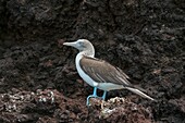 A Blue-footed booby (Sula nebouxii) is sitting on a lava cliff on Rabida Island (Jervis Island) in the Galapagos Islands, Ecuador.
