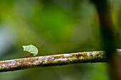 A Leafcutter ant carries a section of a leaf larger than their own body in order to cultivate fungus for food at their colony in the rain forest near La Selva Lodge near Coca, Ecuador.