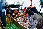 Life on board in a trawler. Releasing the rig. Collecting fish for their selection. Eastern Atlantic. Galicia. Spain