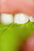 Extreme close-up of woman eating leafy vegetable