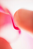 Extreme close-up of finger touching petal