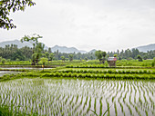 View of rice paddy against clear sky
