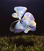 Digital composite image of wilted flower over grass against black background