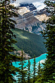 Trees over mountain lake