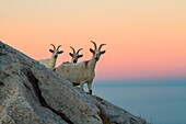 Goats on the summit of mountain at sunrise, Lombardy - Italy
