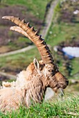 Featured alpine ibex in Gran Paradiso National Park - Pedmont - Italy