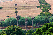 North Africa, Morocco, Capital Rabat, Stork's nest