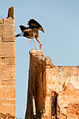 North Africa, Morocco, Capital Rabat, Stork in landing