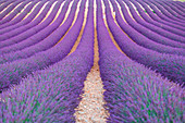 Europe, France, Provence Alpes Cote d'Azur, Plateau of Valensole, Lavender Field