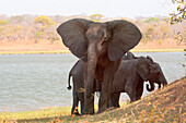 Africa, Malawi, Lilongwe district, Kasungu national park, Elephant with her young