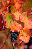 Europe, Italy, Umbria, Perugia district, Vineyards of Montefalco