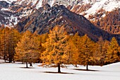 Orsiera Rocciavre Park, Chisone Valley, Turin, Piedmont, Italy, Autumn Orsiera Rocciavre Park