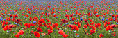 Castelluccio di Norcia, Umbria, Italy, Panoramic poppies