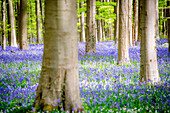 Hallerbos Bluebells Forest, Belgium