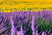 France, Provence Alps Cote d'Azur, Haute Provence, Plateau of Valensole, Lavender and sunflowers