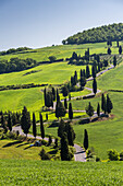 Road with cypresses, Orcia Valley, Siena district, Tuscany, Italy