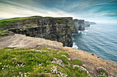 Cliffs of Moher with flowers on the foreground, Liscannor, Munster, Co, Clare, Ireland, Europe