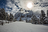 Pines and Odle Dolomites peaks covered in snow, Passo delle Erbe, Bolzano, Trentino Alto Adige - Sudtirol, Italy, Europe