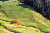 Lone cherry tree with autumnal leaves, Santa Maddalena, Funes, Bolzano, Trentino Alto Adige - Sudtirol, Italy, Europe