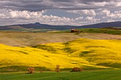 Pienza, Orcia valley, Tuscany, Italy, Rapeseed fields over the tuscany rolling hills