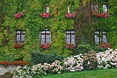 Rochefort-en-terre, Brittany, France, A wall of a building completely covered by ivy
