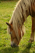 Daone valley, Adamello Brenta natural park, Trentino, Italy, Close up of horse
