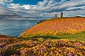 Cap Frehel, Brittany, France, Summer blooms of wild heather and gorse