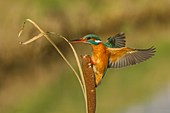 kingfisher in flight while back on the perch, Trentino Alto-Adige, Italy