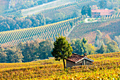 Italy, Piedmont, Cuneo district, Langhe, Barolo