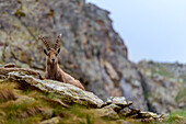 Europe, Italy, Piedmont, Cuneo district, Gesso Valley, Male ibex