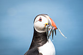 Mykines island, Faroe Islands, Denmark, Atlantic Puffin with catch in the beak