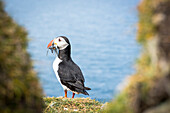 Mykines island, Faroe Islands, Denmark, Atlantic Puffin with catch in the beak
