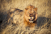 Etosha National Park, Namibia, Africa, Lion in the bush