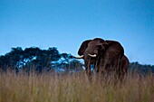 An elephat at dusk in uganda, Queeen Elizabeth National Park