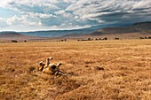 A lion rolling over in Ngorongoro crater, Tanzania