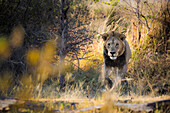 A lion emerging from the bush in the morning lights at Xakanaxa, in Moremi Game Reserve, Okavango Delta