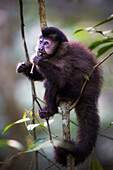 A capuchin monkey in Iguaz? falls National Park, Northern Argentina
