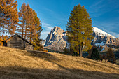 Alpe di Siusi/Seiser Alm, Dolomites, South Tyrol, Italy, Autumn colors on the Alpe di Siusi/Seiser Alm with the Sassolungo/Langkofel in the background