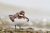 Garda Lake, Lombardy, Italy, Ringed plover