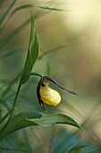 Lombardy, Italy, Yellow lady's slipper
