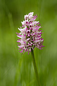 Lombardy, Italy, Monkey orchid