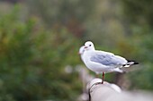 Sebino Natural Reserve, Lombardy, Black-headed gull