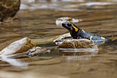 Lombardy, Italy, Fire salamander