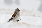 Stelvio National Park, Lombardy, Italy, Snow Finch